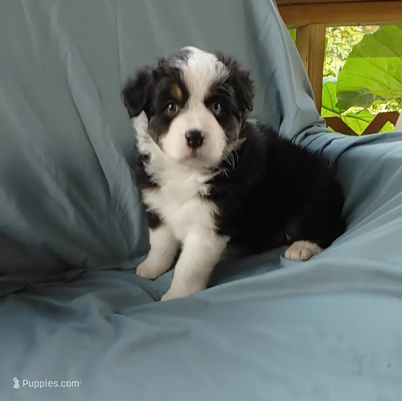 Jetta – Australian Shepherd puppy for sale in Dunnellon, FL