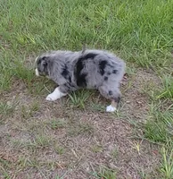 Clover, a female Australian Shepherd for sale in Dunnellon, FL – 3 of 9