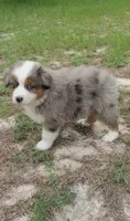 Breezy, a female Australian Shepherd for sale in Dunnellon, FL – 9 of 10