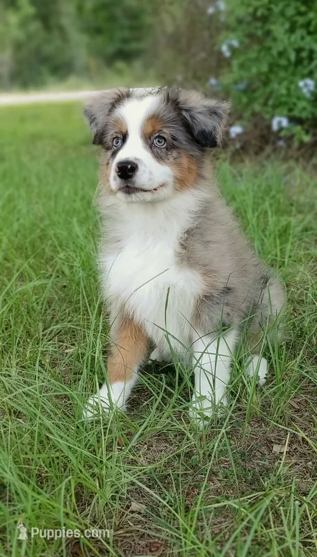 Breezy – Australian Shepherd puppy for sale in Dunnellon, FL