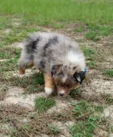 Bronco, a male Australian Shepherd for sale in Dunnellon, FL – 4 of 10