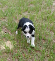 Calypso, a female Australian Shepherd for sale in Dunnellon, FL – 7 of 10