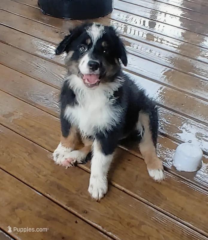 Cricket – Australian Shepherd puppy for sale in Dunnellon, FL