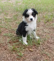 Calypso, a female Australian Shepherd for sale in Dunnellon, FL – 5 of 10