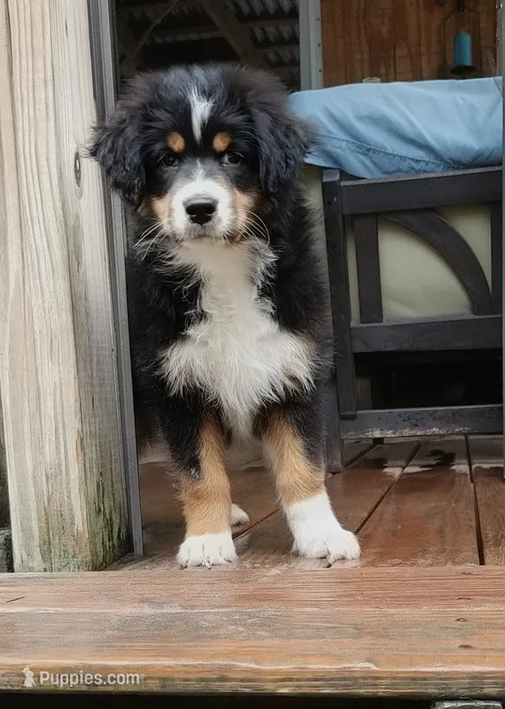 Beetle – Australian Shepherd puppy for sale in Dunnellon, FL