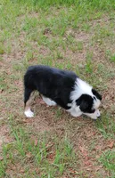Calypso, a female Australian Shepherd for sale in Dunnellon, FL – 10 of 10
