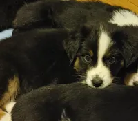 Dalila, a female Australian Shepherd for sale in Dunnellon, FL – Photo 2 of 7