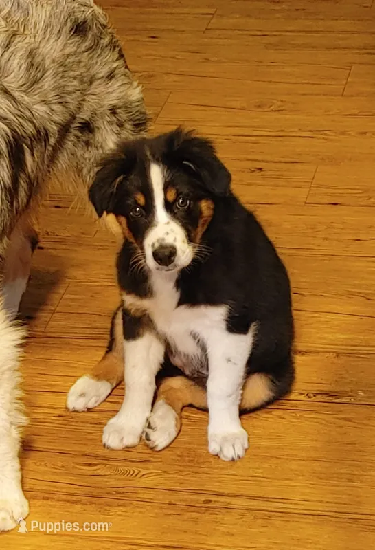 Dalila – Australian Shepherd puppy for sale in Dunnellon, FL