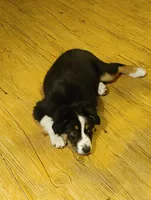 Dalila, a female Australian Shepherd for sale in Dunnellon, FL – Photo 9 of 9