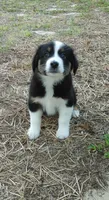 Dalila, a female Australian Shepherd for sale in Dunnellon, FL – Photo 7 of 7
