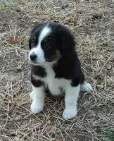 Dalila, a female Australian Shepherd for sale in Dunnellon, FL – Photo 1 of 7