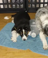 Dalila, a female Australian Shepherd for sale in Dunnellon, FL – Photo 7 of 9