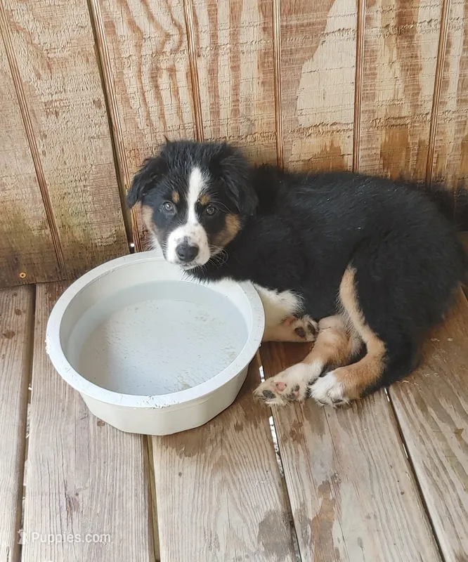 Dalila – Australian Shepherd puppy for sale in Dunnellon, FL