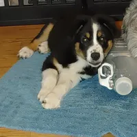 Dalila, a female Australian Shepherd for sale in Dunnellon, FL – Photo 4 of 9