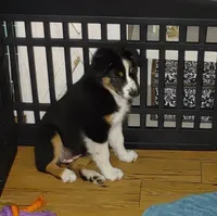 Dalila, a female Australian Shepherd for sale in Dunnellon, FL – Photo 5 of 9