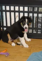 Dalila, a female Australian Shepherd for sale in Dunnellon, FL – Photo 8 of 9