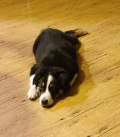 Dalila, a female Australian Shepherd for sale in Dunnellon, FL – Photo 6 of 9