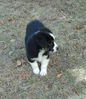 Dalila, a female Australian Shepherd for sale in Dunnellon, FL – Photo 4 of 7