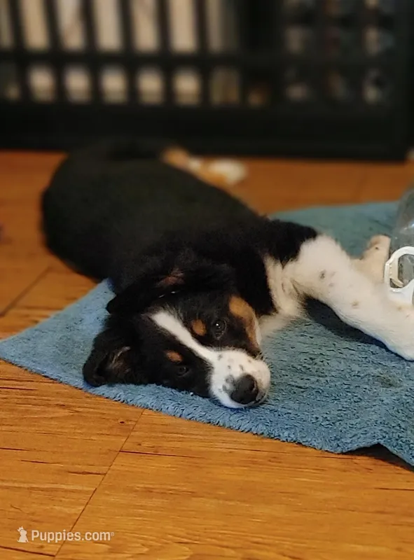 Dalila – Australian Shepherd puppy for sale in Dunnellon, FL