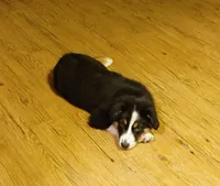 Dalila, a female Australian Shepherd for sale in Dunnellon, FL – Photo 3 of 9