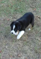 Dalila, a female Australian Shepherd for sale in Dunnellon, FL – Photo 3 of 7