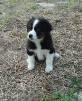 Dalila, a female Australian Shepherd for sale in Dunnellon, FL – Photo 5 of 7