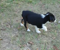 Donkey, a male Australian Shepherd for sale in Dunnellon, FL – Photo 4 of 9