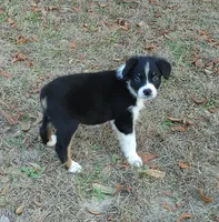 Donkey, a male Australian Shepherd for sale in Dunnellon, FL – Photo 9 of 9