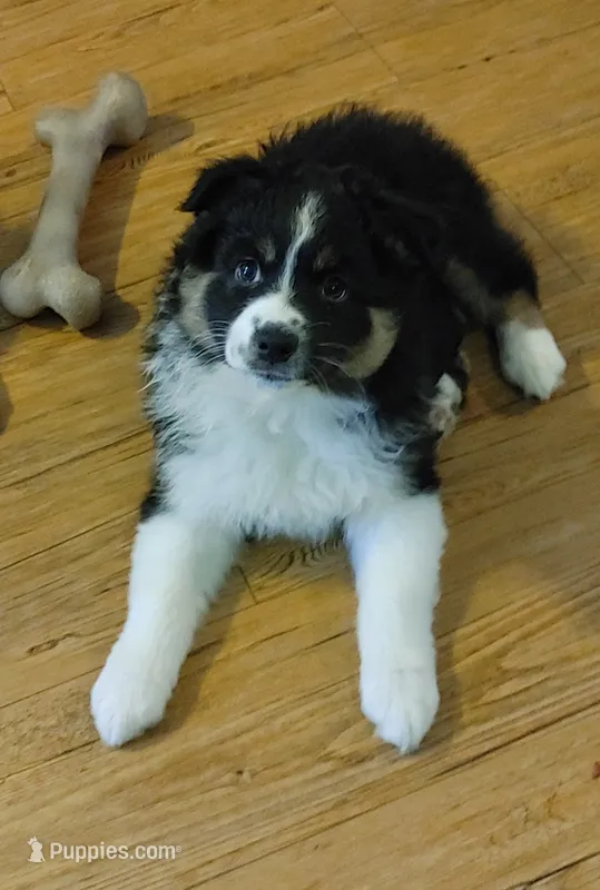 Porcha – Australian Shepherd puppy for sale in Dunnellon, FL