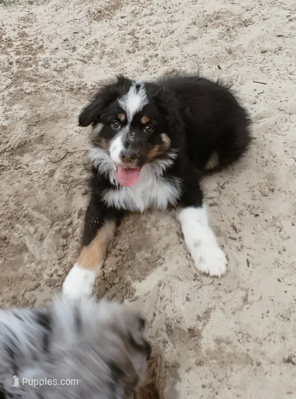 Cricket – Australian Shepherd puppy for sale in Dunnellon, FL