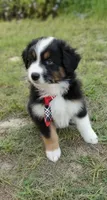Butler, a male Australian Shepherd for sale in Dunnellon, FL – 3 of 10