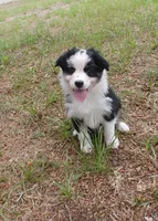 Calypso, a female Australian Shepherd for sale in Dunnellon, FL – 8 of 10