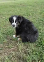 Beyonce, a female Australian Shepherd for sale in Dunnellon, FL – 8 of 10