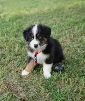 Butler, a male Australian Shepherd for sale in Dunnellon, FL – 5 of 10