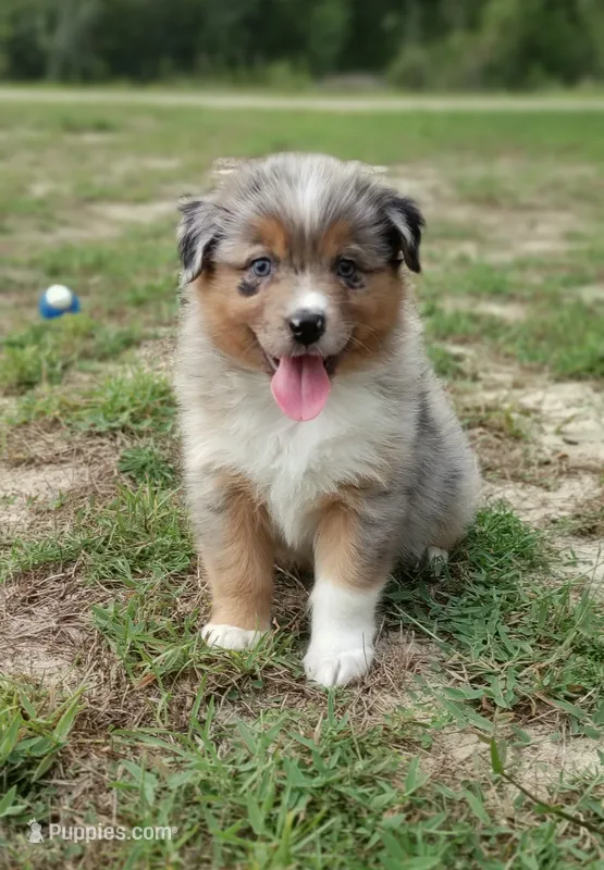 Bronco – Australian Shepherd puppy for sale in Dunnellon, FL