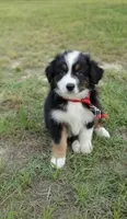 Butler, a male Australian Shepherd for sale in Dunnellon, FL – 9 of 10