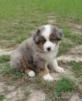 Breezy, a female Australian Shepherd for sale in Dunnellon, FL – 7 of 10