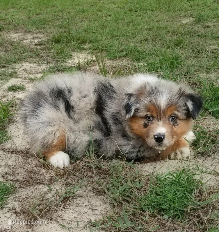 Bronco – Australian Shepherd puppy for sale in Dunnellon, FL