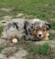 Bronco, a male Australian Shepherd for sale in Dunnellon, FL – 1 of 10