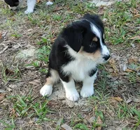 Duke, a male Australian Shepherd for sale in Dunnellon, FL – Photo 5 of 9