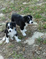 Duke, a male Australian Shepherd for sale in Dunnellon, FL – Photo 9 of 9