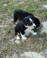 Duke, a male Australian Shepherd for sale in Dunnellon, FL – Photo 7 of 9