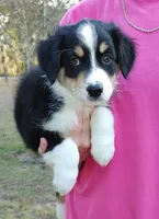 Duke, a male Australian Shepherd for sale in Dunnellon, FL – Photo 2 of 9