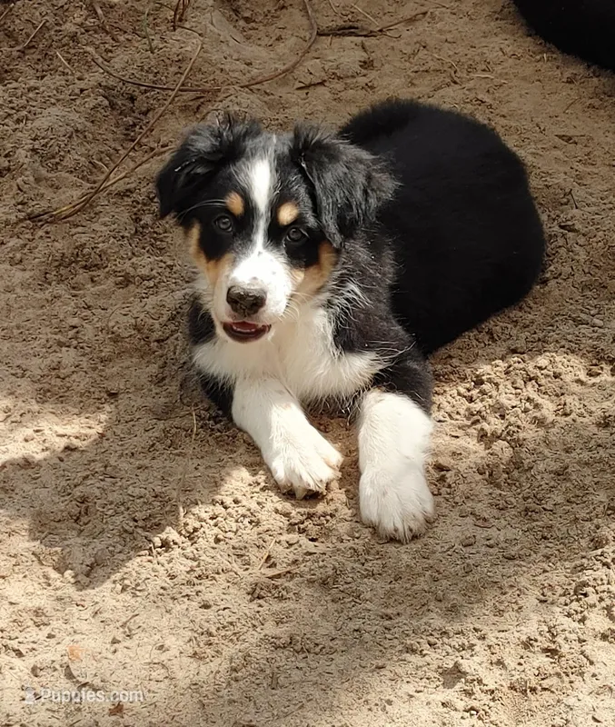 Duke – Australian Shepherd puppy for sale in Dunnellon, FL