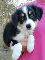 Duke, a male Australian Shepherd for sale in Dunnellon, FL – Photo 4 of 9