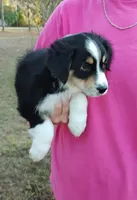 Duke, a male Australian Shepherd for sale in Dunnellon, FL – Photo 6 of 9