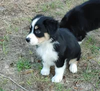 Duke, a male Australian Shepherd for sale in Dunnellon, FL – Photo 3 of 9