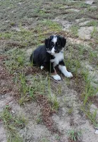 Cricket, a female Australian Shepherd for sale in Dunnellon, FL – 8 of 10