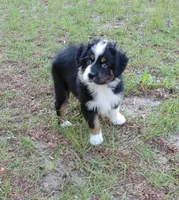 Cricket, a female Australian Shepherd for sale in Dunnellon, FL – 3 of 10