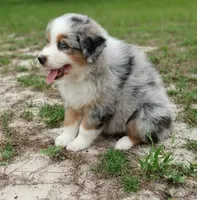 Benny, a male Australian Shepherd for sale in Dunnellon, FL – 6 of 10